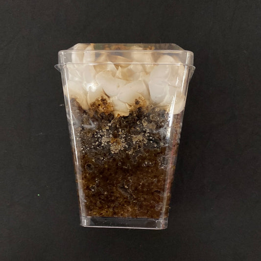 Espresso Coffee Sugar Scrub